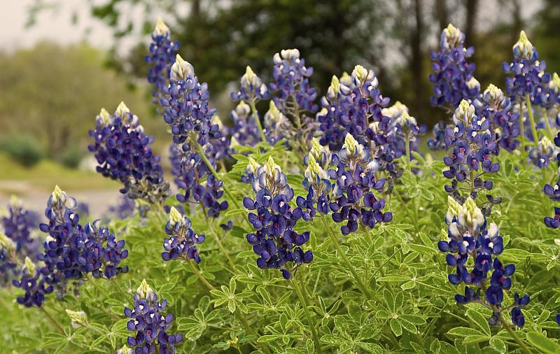 A&M Plans to Open this Fall!